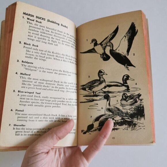 1957 How to Know the Birds Paperback, Roger Peterson Illustrated Vintage Book - Picture 8 of 10